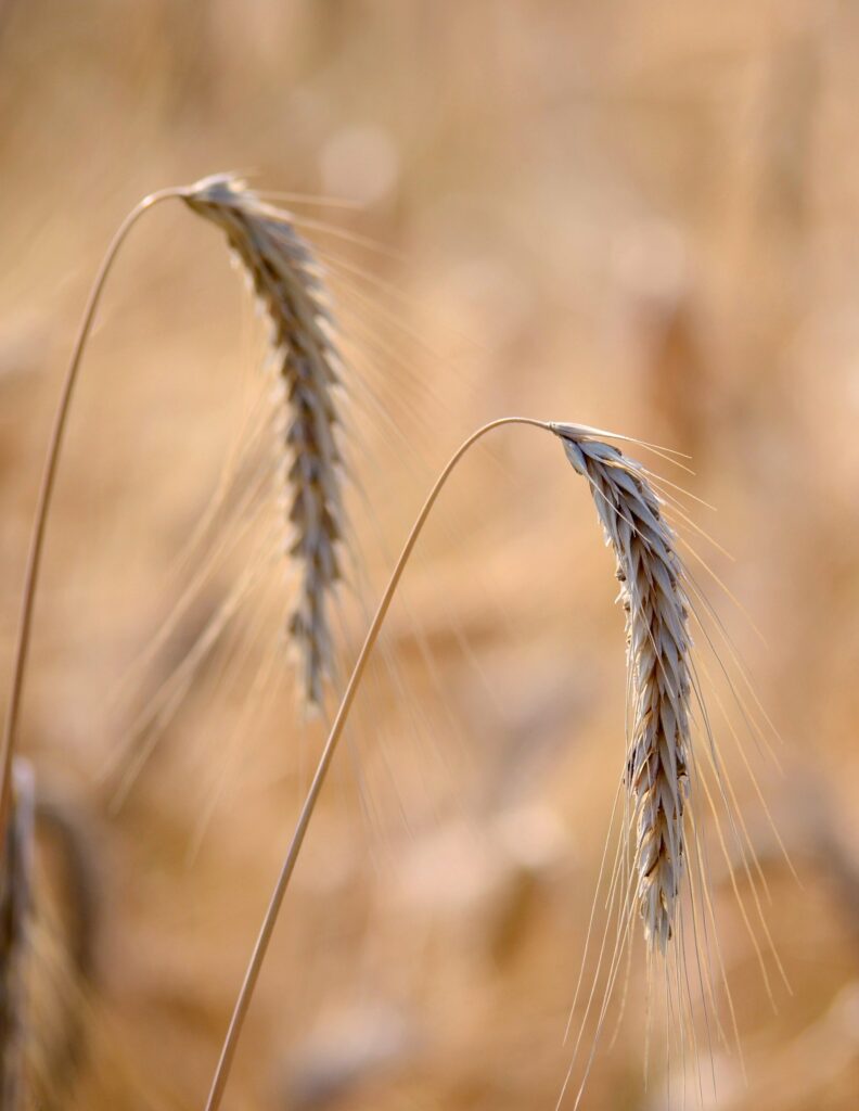 Wheat stalks used historically for extracting starch